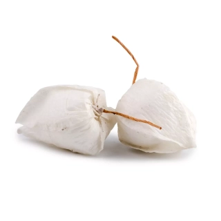 Physalis 12ks/4cm bílá