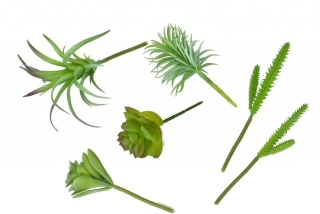 Mix sukulentů Ester, sada 8 ks