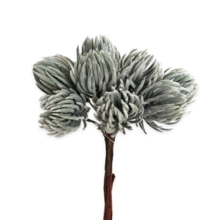 Borovice zápich x8/12cm