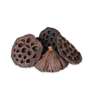 Lotus Medium 100ks/6-8 cm Natural