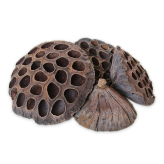 Lotus Ex-Large 100ks/10-11 cm Natural