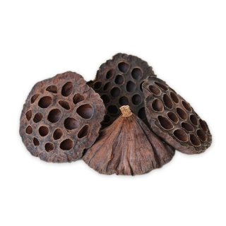 Lotus Large 100ks/8-10 cm Natural