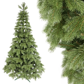 Borovice Klára 250cm