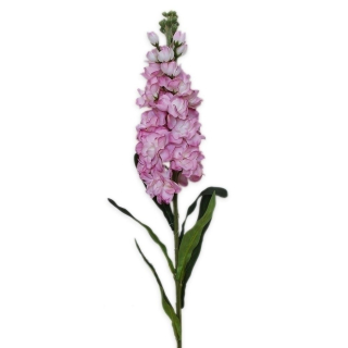 Matthiola 80cm růžová