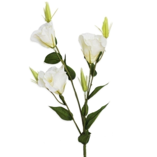 Eustoma 78cm bílá