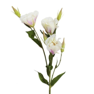 Eustoma 78cm bílá/lila
