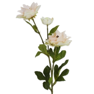 Hibiscus x3/66cm krém/meruňka