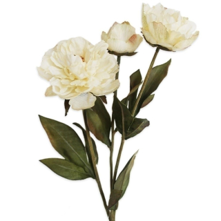 Pivoňky x3/53cm krém