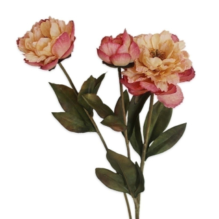 Pivoňky x3/53cm krém/růžová