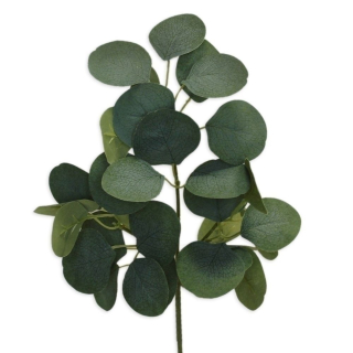 Eucalyptus keřík 33cm zelená