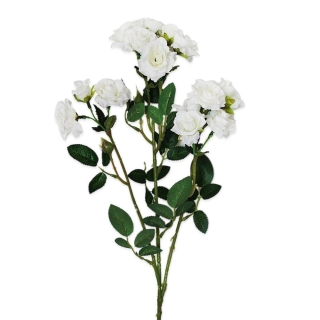 Růže trsová 70cm bílá