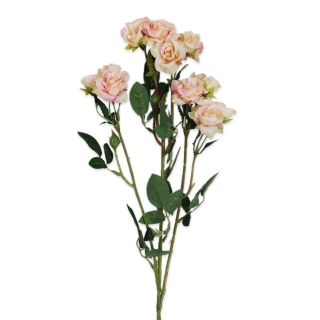 Růže trsová 70cm krém/oranž