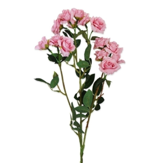 Růže trsová 70cm růžová