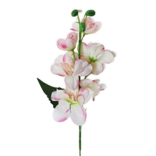 Delphinium 42cm bílá/růžová