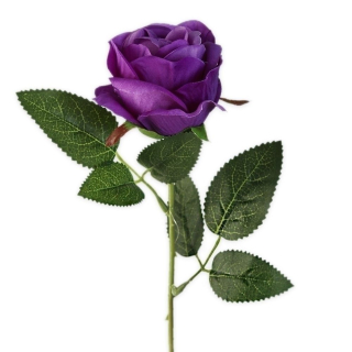 Růže na stonku 51cm tm.fialová