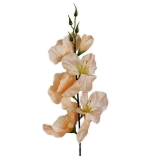 Mečík 53cm měruňka