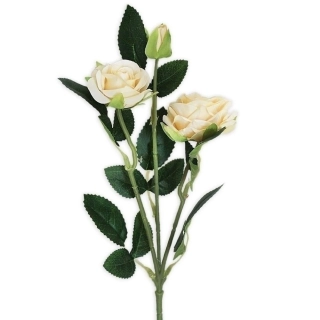 Růže trsová větev x3/38cm šampáň