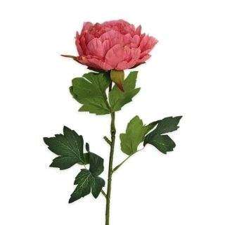 Pivoňka pr.10,5V62,5cm růžová