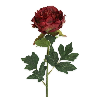 Pivoňka pr.10,5V62,5cm bordó