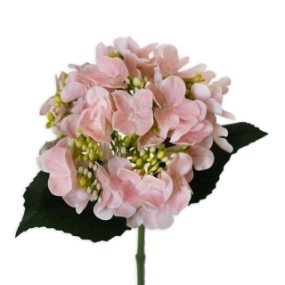 Hortenzie pr.15V43cm sv.růžová