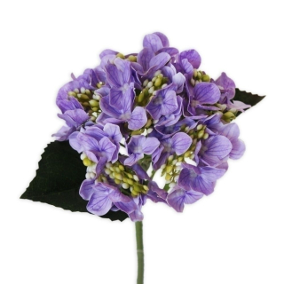 Hortenzie pr.15V43cm fialová