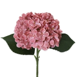 Hortenzie pr.15V43cm  starorůžová