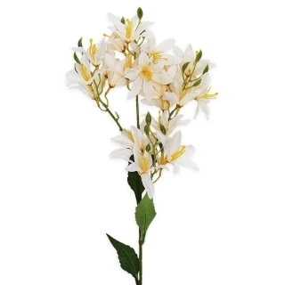 Hyacint větev x24/66cm šampáň