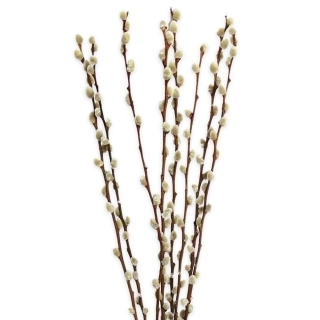 Kočičky větev 8ks/110-120cm