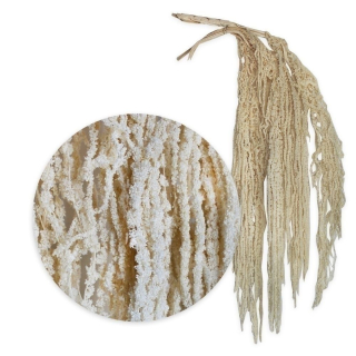 Amaranthus 5ks/80-100cm bílá
