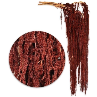 Amaranthus 5ks/80-100cm hnědá