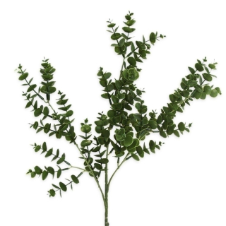 Eucalyptus keřík 49cm