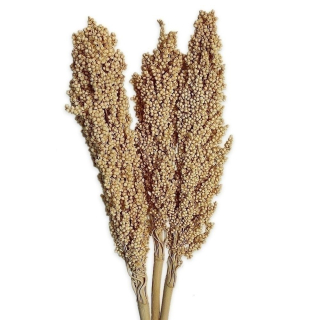 Indian corn 3ks bílá