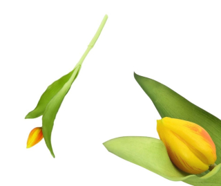 Umělý tulipán 23 cm žluto-oranžový