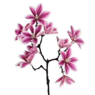 Magnólie větev 58cm fialová