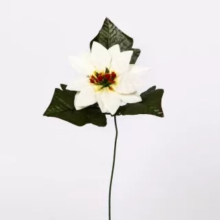 Poinsettia 1x pr.9,5/40cm bílá