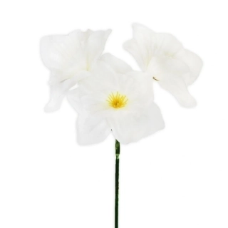 Narcis trs 35cm krém