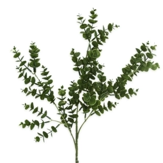 Eucalyptus keřík 49cm