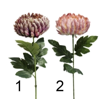 Chryzanthéma plnokvětá pr.12/66cm mix růžová 2 barvy