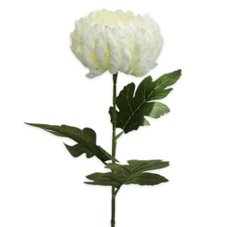 Chryzanthéma plnokvětá pr.12/66cm krém