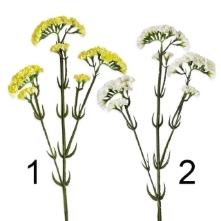 Limonka statice 62cm mix bílá/sv.žlutá