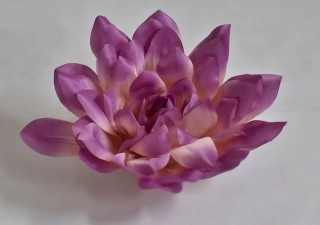 Květy Dahlia fialová